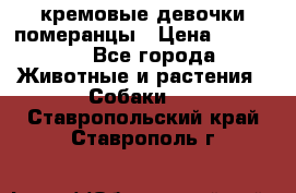 кремовые девочки померанцы › Цена ­ 30 000 - Все города Животные и растения » Собаки   . Ставропольский край,Ставрополь г.